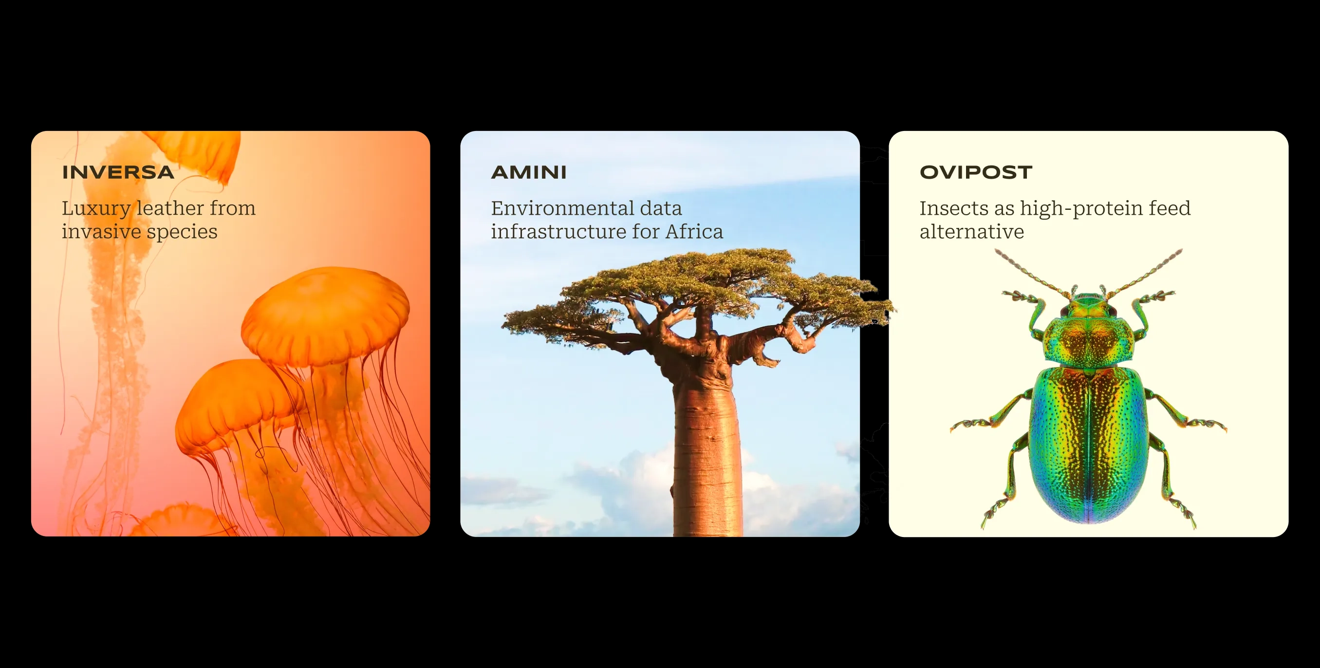 Superorganism cards design by Goodside