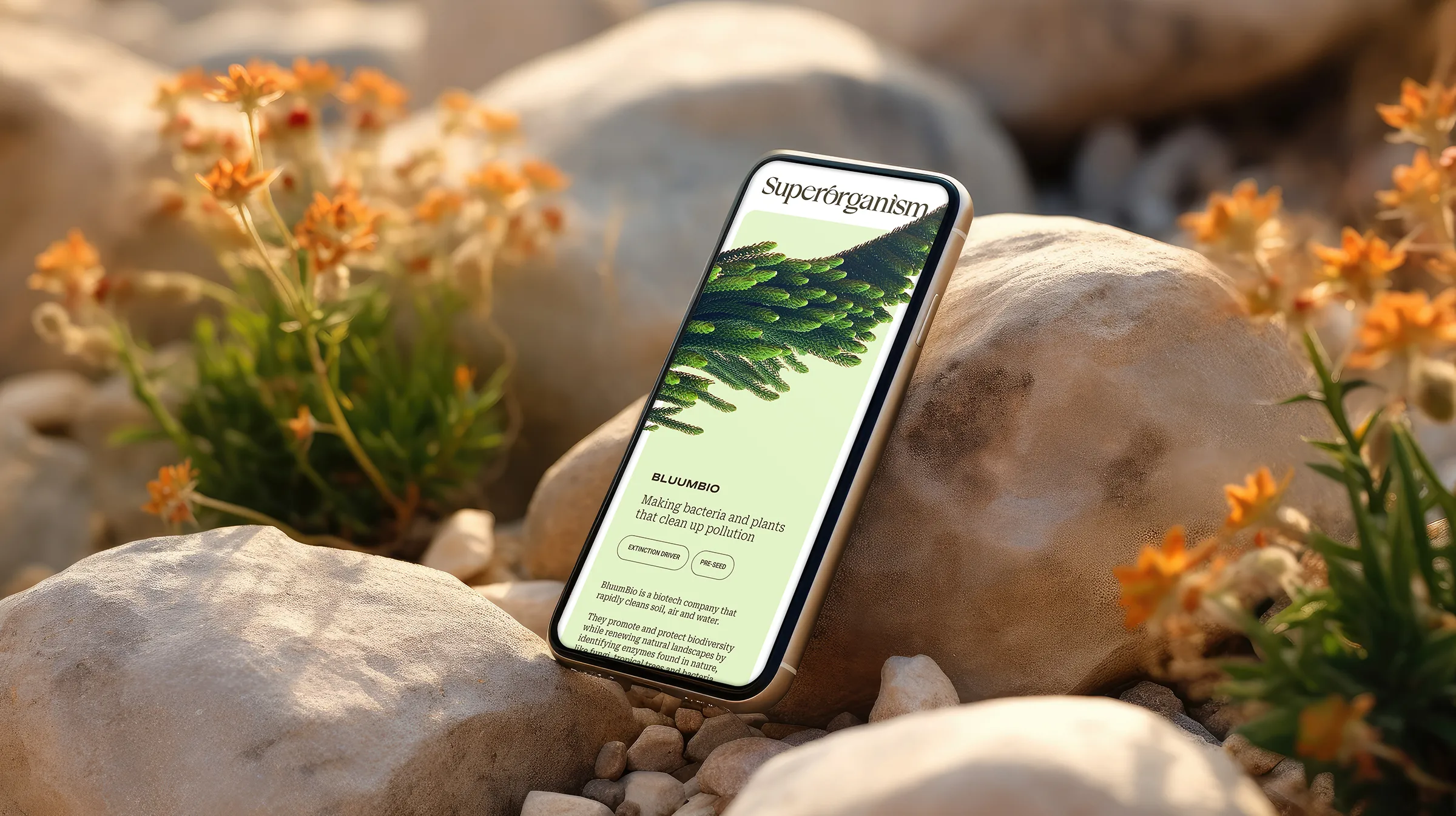 Superorganism website design by Goodside